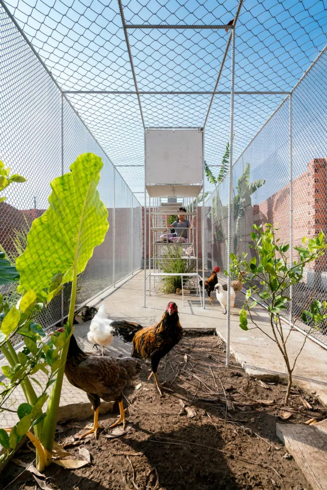 鸡舍能建成游乐场？别让脑洞限制了你的想象力